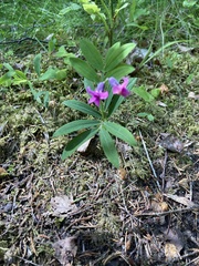 Lathyrus linifolius