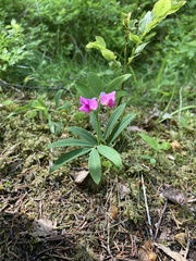 Lathyrus linifolius