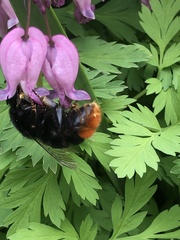 Bombus rupestris