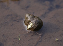 Cipangopaludina malleata