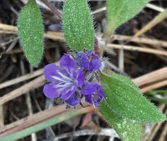Phacelia humilis