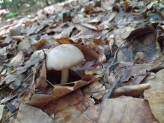 Megacollybia platyphylla