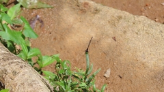 Prodasineura autumnalis