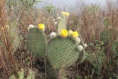 Opuntia huajuapensis
