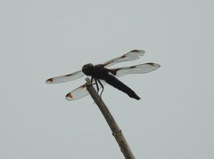 Libellula angelina