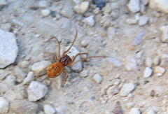 Pachygnatha autumnalis