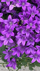 Bombus lapidarius