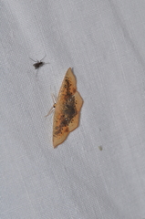 Cyclophora lennigiaria