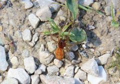 Pachygnatha autumnalis