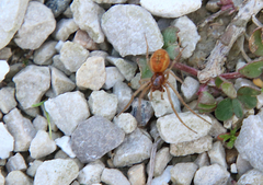 Pachygnatha autumnalis