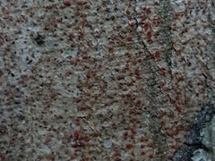 Arthonia cinnabarina