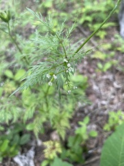 Trepocarpus aethusae