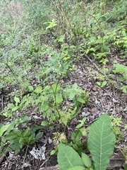 Trepocarpus aethusae