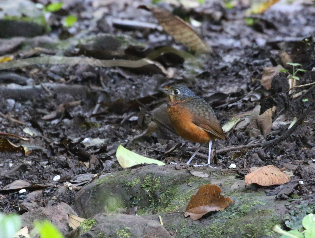 Scaled Antpitta from Cartago Province, Costa Rica on March 26, 2022 at ...