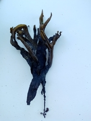 Fucus ceranoides