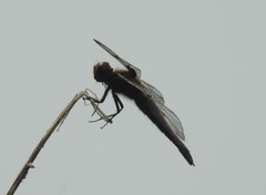 Libellula angelina