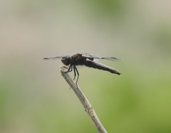 Libellula angelina