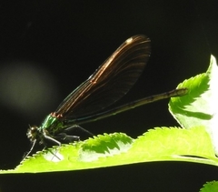 Calopteryx virgo