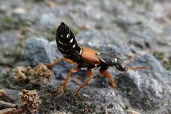 Staphylinus caesareus