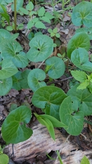 Asarum europaeum