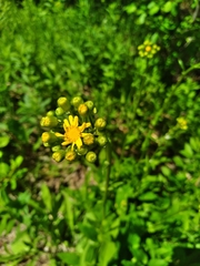 Packera schweinitziana