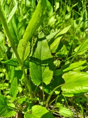 Packera schweinitziana