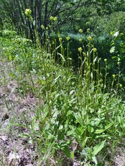 Packera schweinitziana