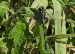 Phanogomphus quadricolor
