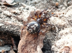 Steatoda albomaculata