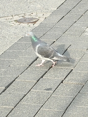 Columba livia domestica