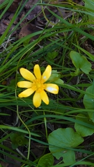 Ficaria verna