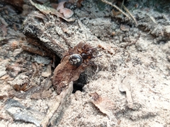 Steatoda albomaculata