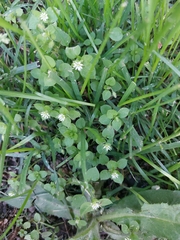 Stellaria media