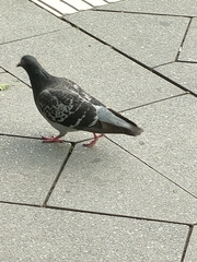 Columba livia domestica