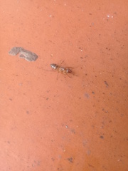 Camponotus substitutus