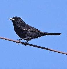 Knipolegus hudsoni