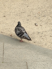 Columba livia domestica
