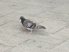 Columba livia domestica