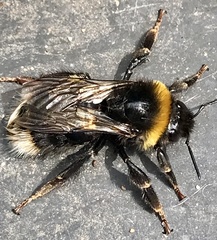 Bombus bohemicus