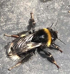 Bombus bohemicus
