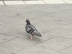 Columba livia domestica