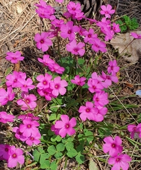 Oxalis articulata