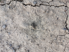 Liophloeus tessulatus