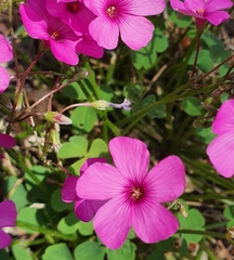 Oxalis articulata