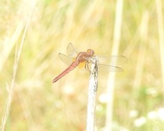 Crocothemis servilia
