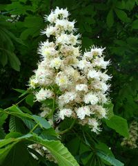 Aesculus hippocastanum