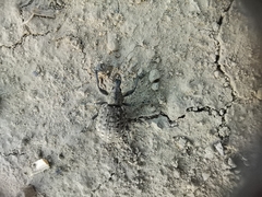 Liophloeus tessulatus