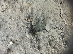 Liophloeus tessulatus