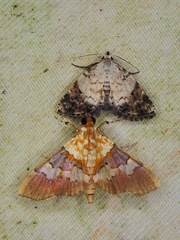 Aetholix flavibasalis