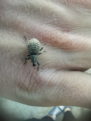 Liophloeus tessulatus